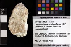 Foto (Objket + Etiketten) von Longodromites excisus (von Meyer, 1857) 